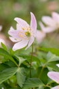 Wood anemone, Anemone nemorosa, close-up stained pink flowers Royalty Free Stock Photo